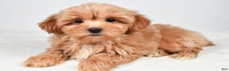 Shihpoo dogs for sale: Jasper - Ad 1