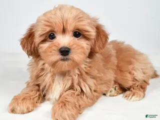 Shihpoo dogs Jasper - Ad 9