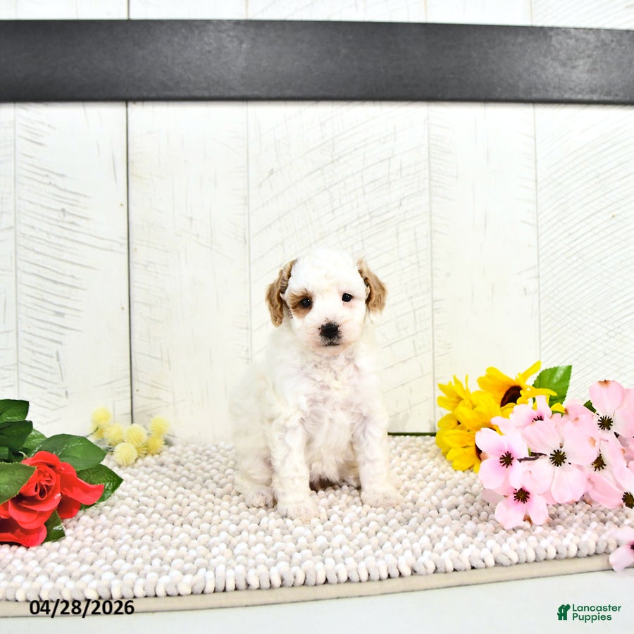 Miniature Poodle dogs Roselie - Ad 2
