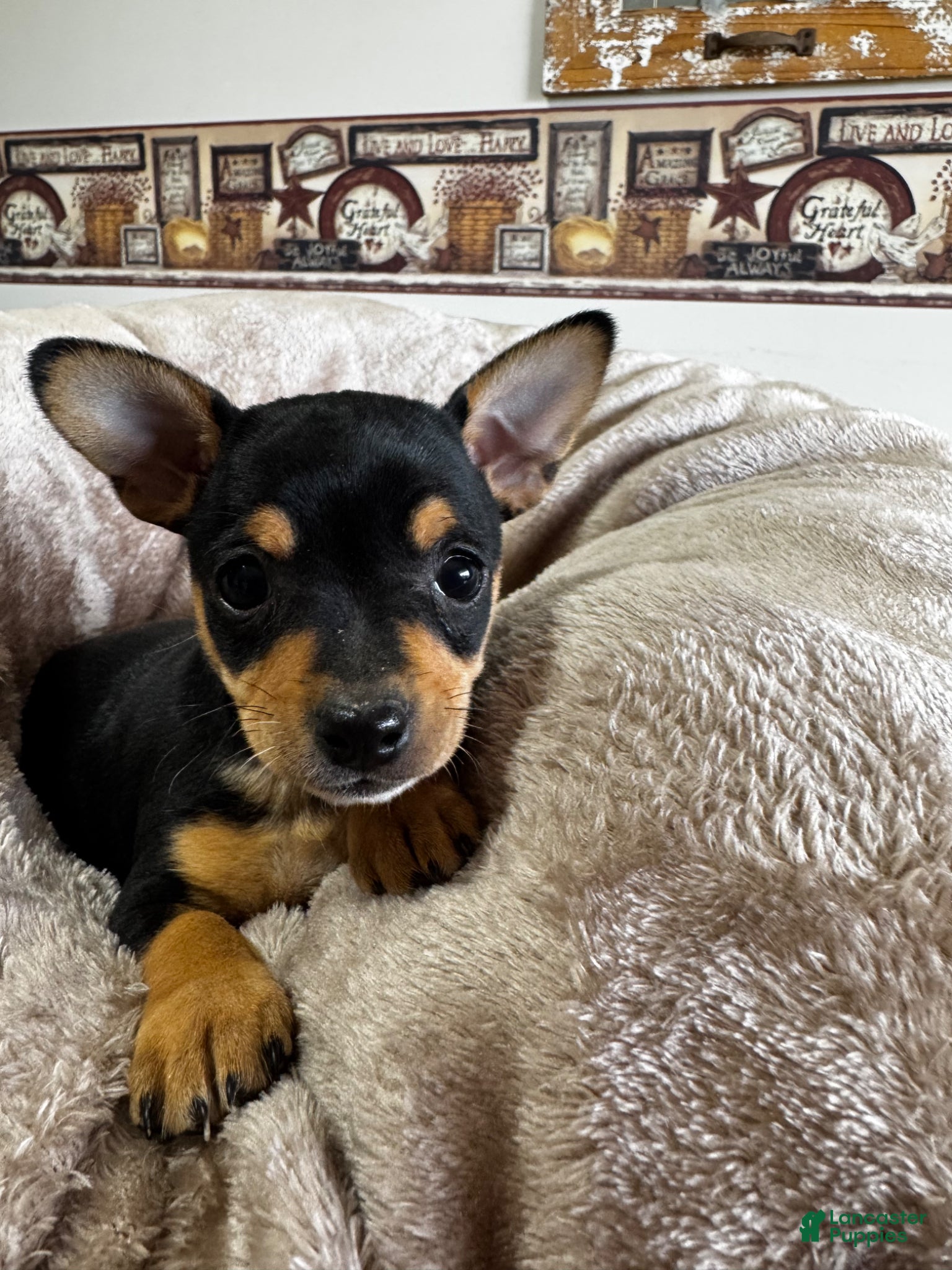 Chihuahua dogs Lucy - Ad 25