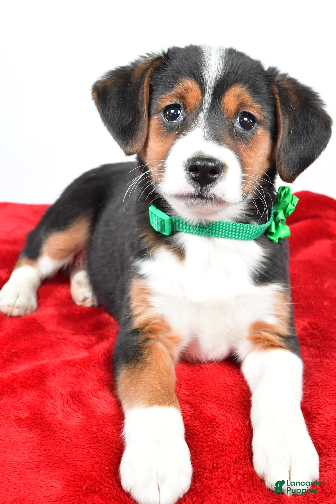 Mixed Breed dogs for sale: Tiffany - Ad 4