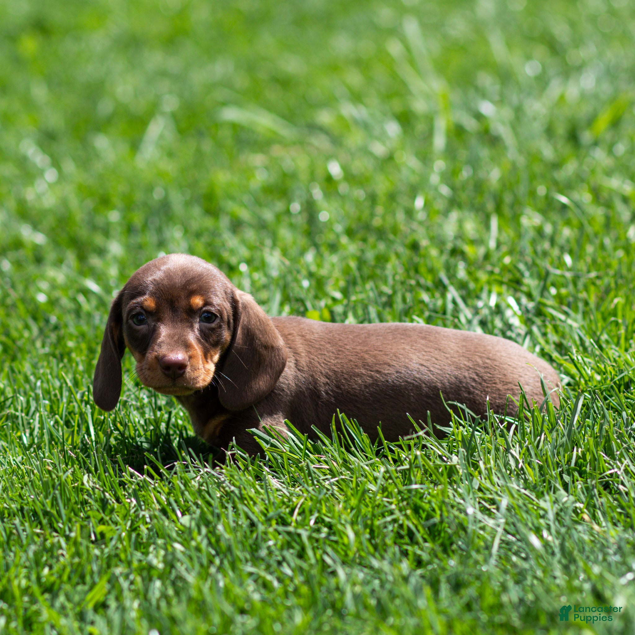 Miniature Dachshund dogs Nellie Miniature Dachshund Puppy  - Ad 2
