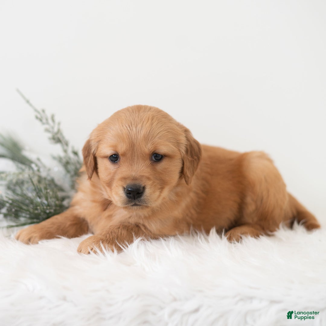 Golden Retriever dogs for sale: Pearl  - Ad 4