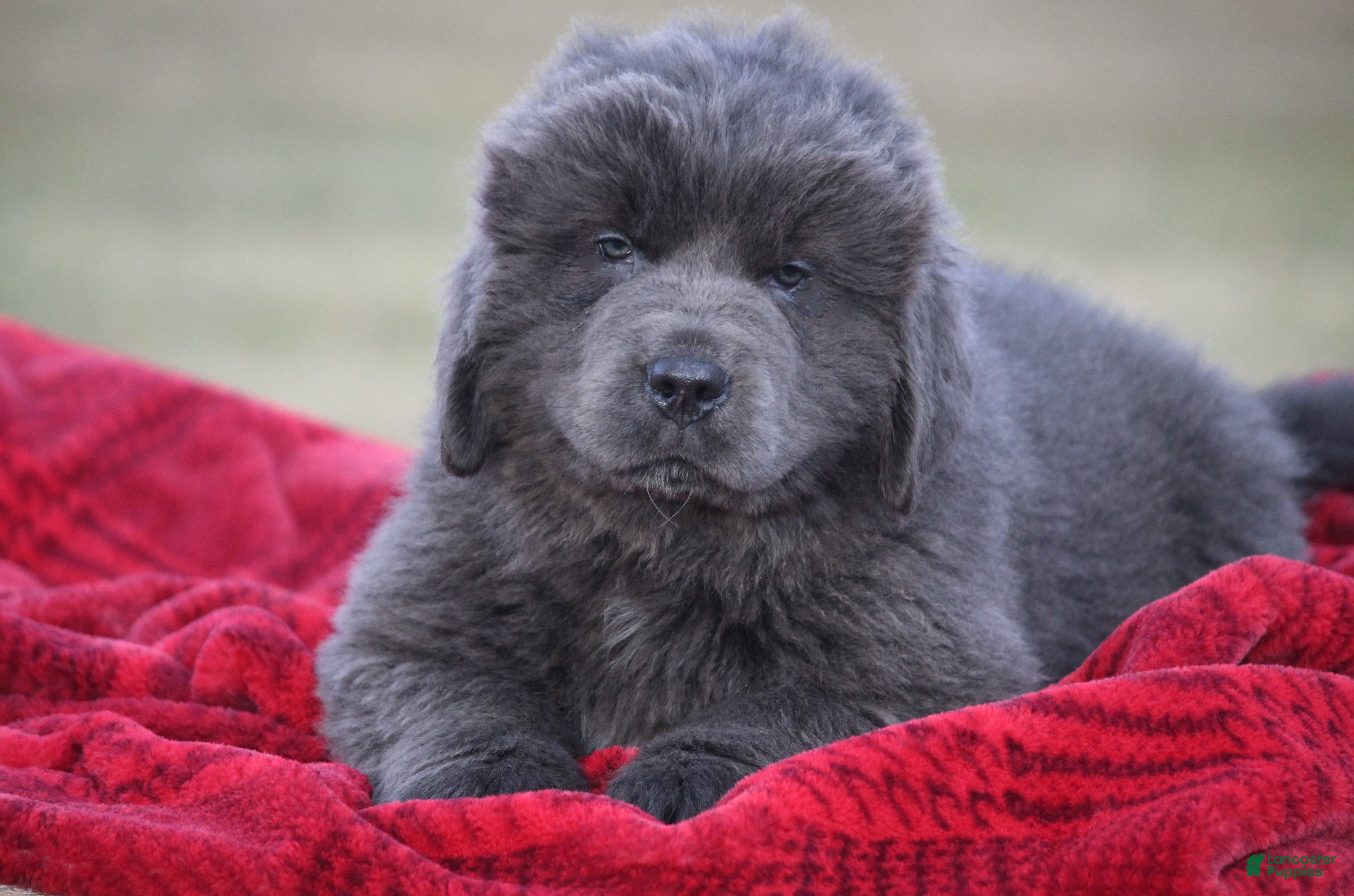 Newfoundland dogs Tess - Ad 7