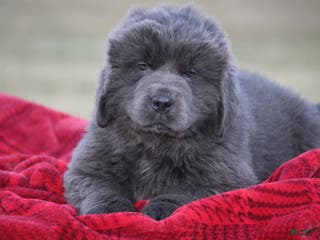 Newfoundland dogs Tess - Ad 5
