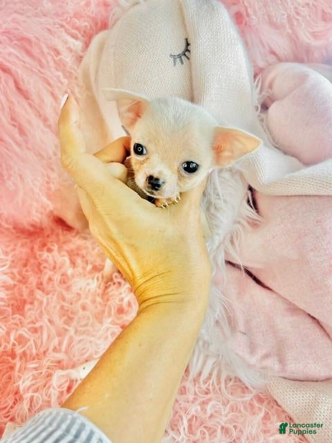Chihuahua dogs Teacup/Pocketbook Chihuahua 1 - Ad 2