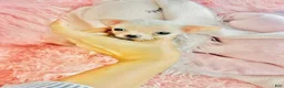 Chihuahua dogs for sale: Teacup/Pocketbook Chihuahua 1 - Ad 2