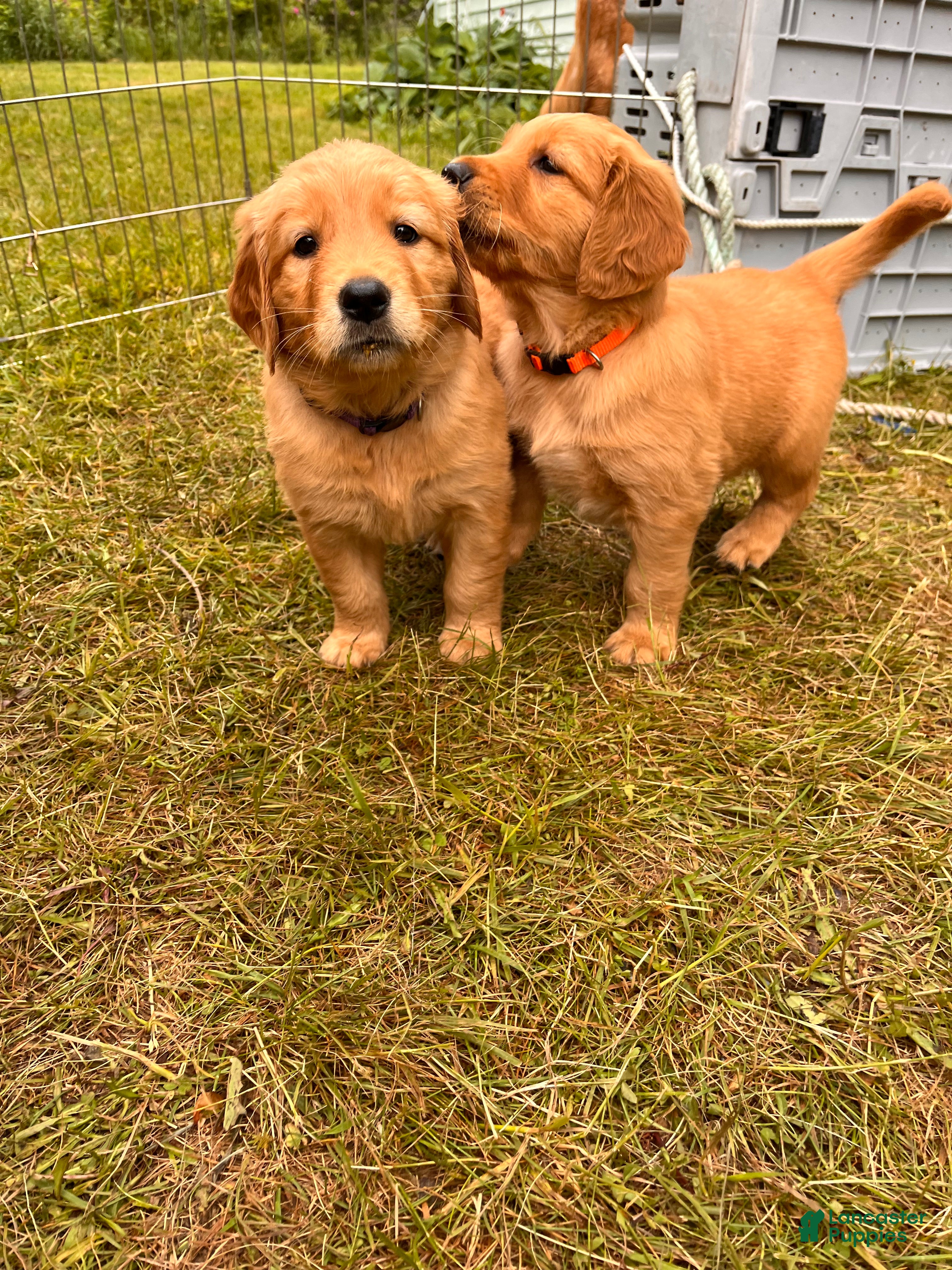 Golden Retriever dogs Golden Retriever 8 - Sheba - Ad 2
