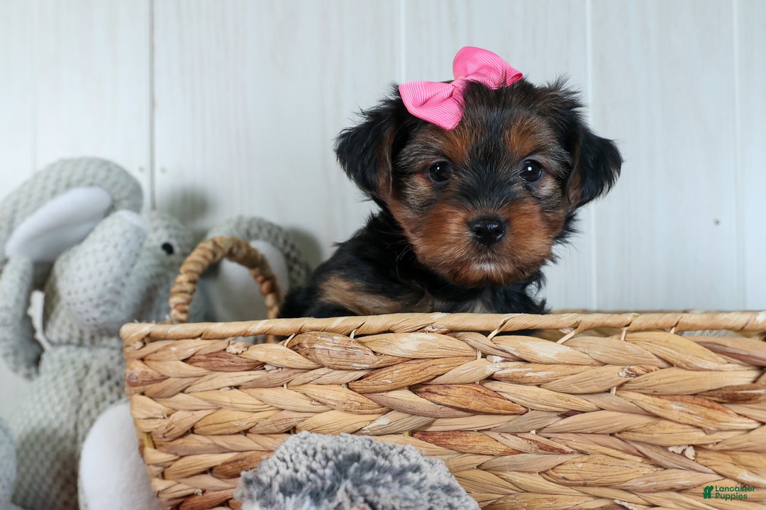 Yorkshire Terrier dogs for sale: CASSIE - Ad 15