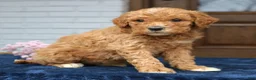 Mini Goldendoodle dogs for sale: Emma  - Ad 3