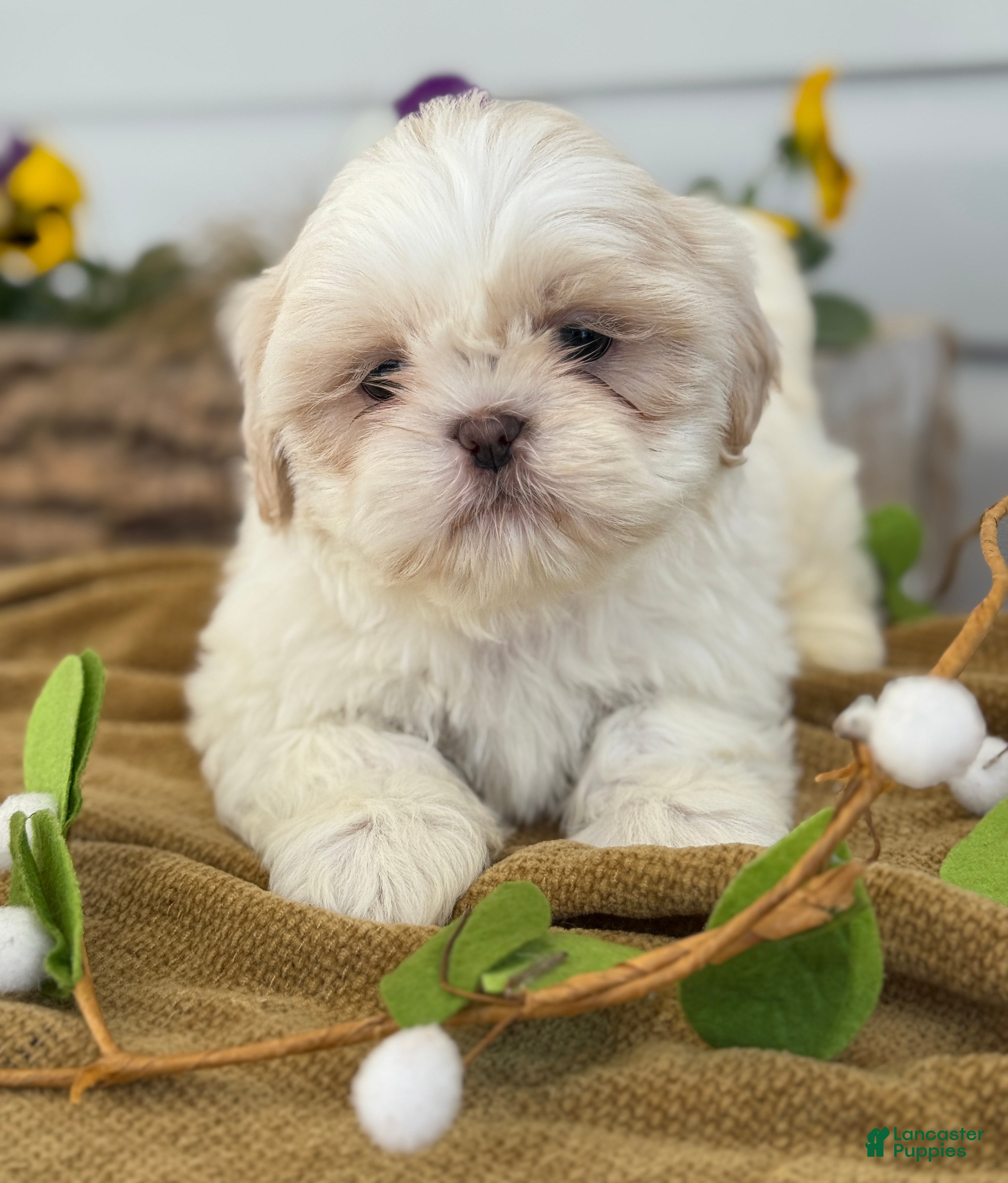 Shih Tzu dogs Chip - Ad 1