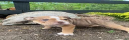 Mixed Breed dogs for sale: Tank - Ad 7
