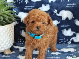 Miniature Poodle dogs Nicholas - Ad 2