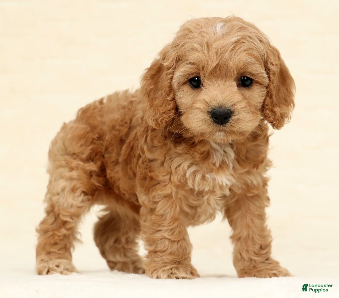 Cockapoo dogs for sale: Bella - Ad 2
