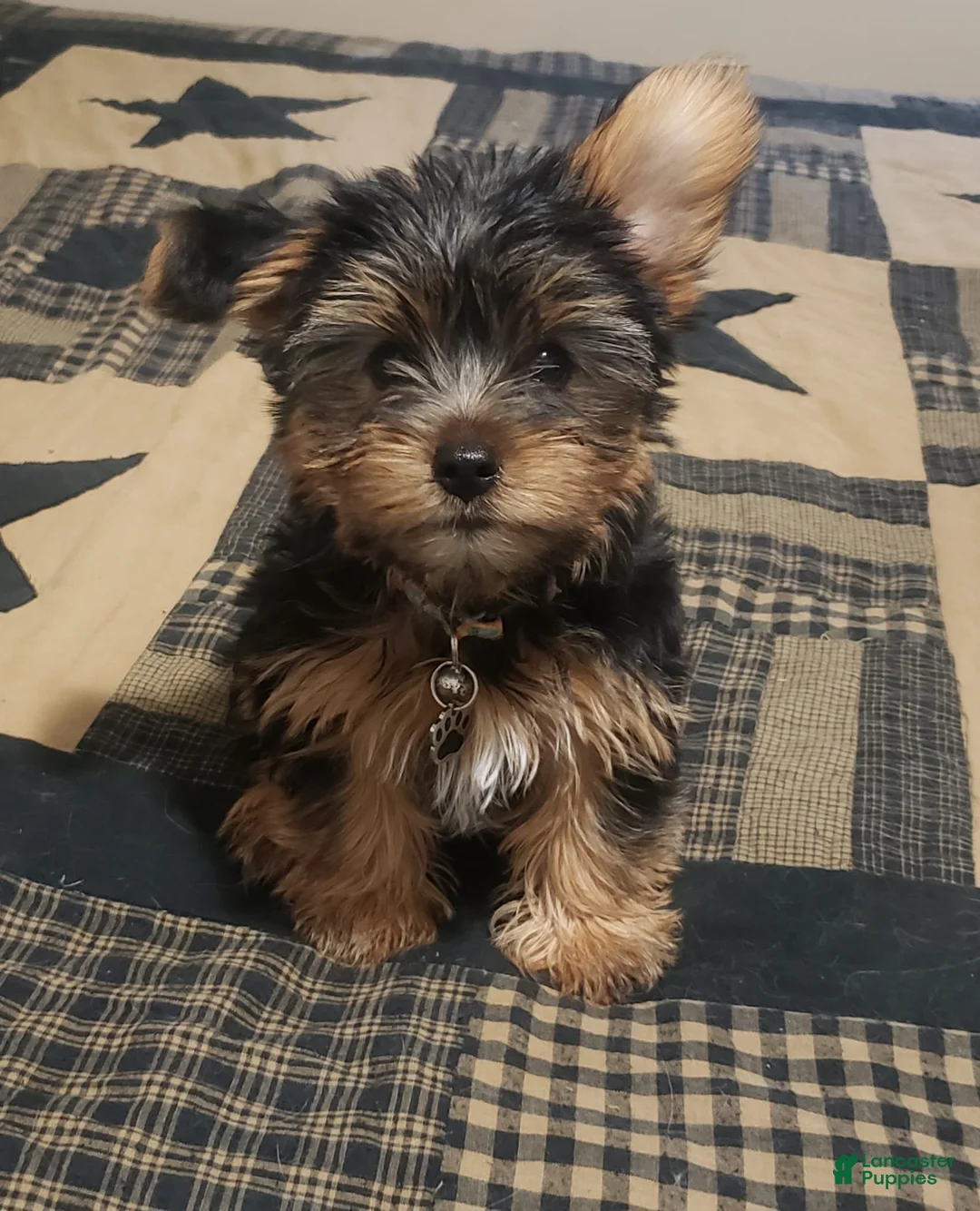 Gallery Image {{count}}