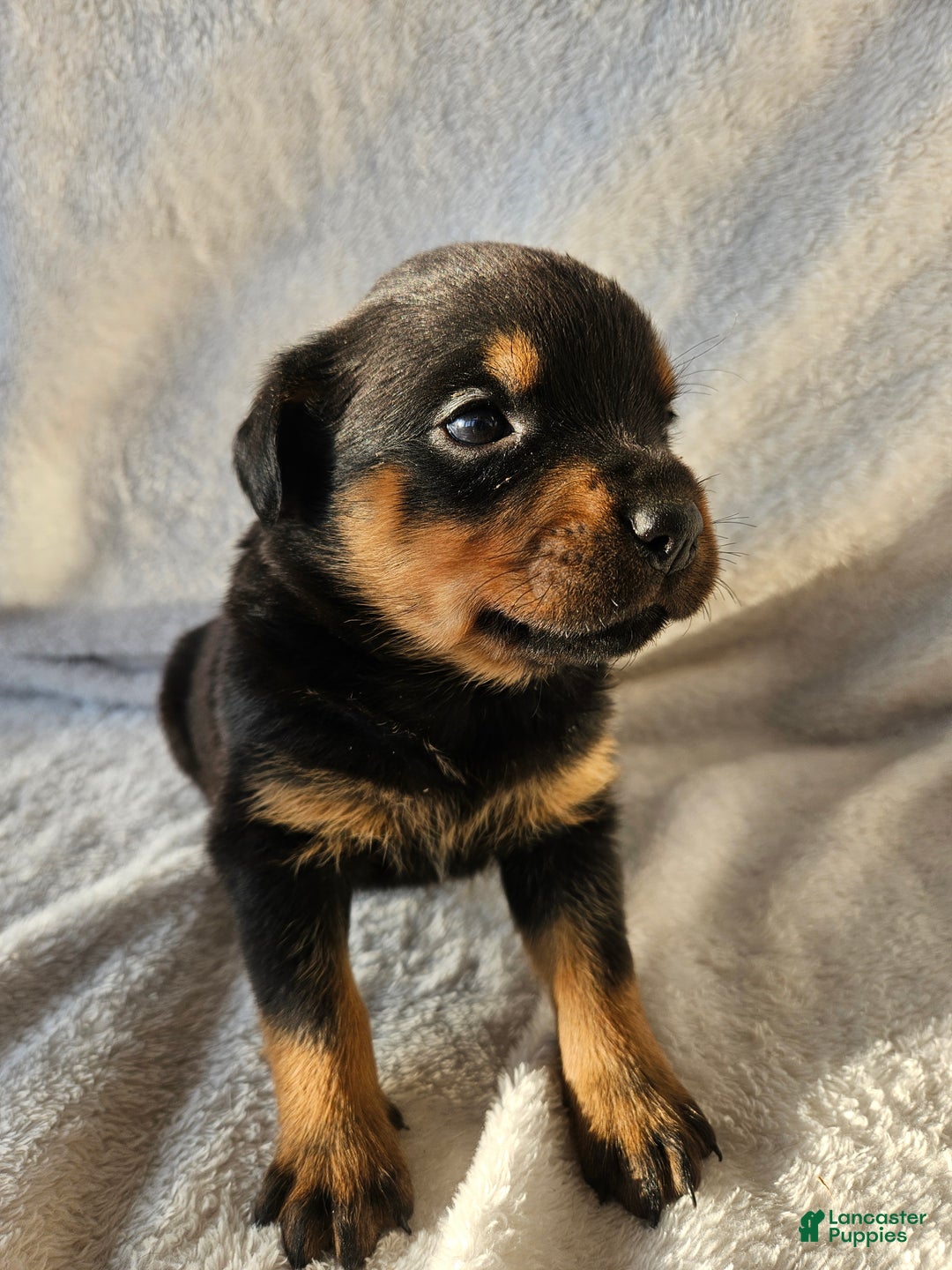 Rottweiler dogs for sale: Rosie - Ad 2