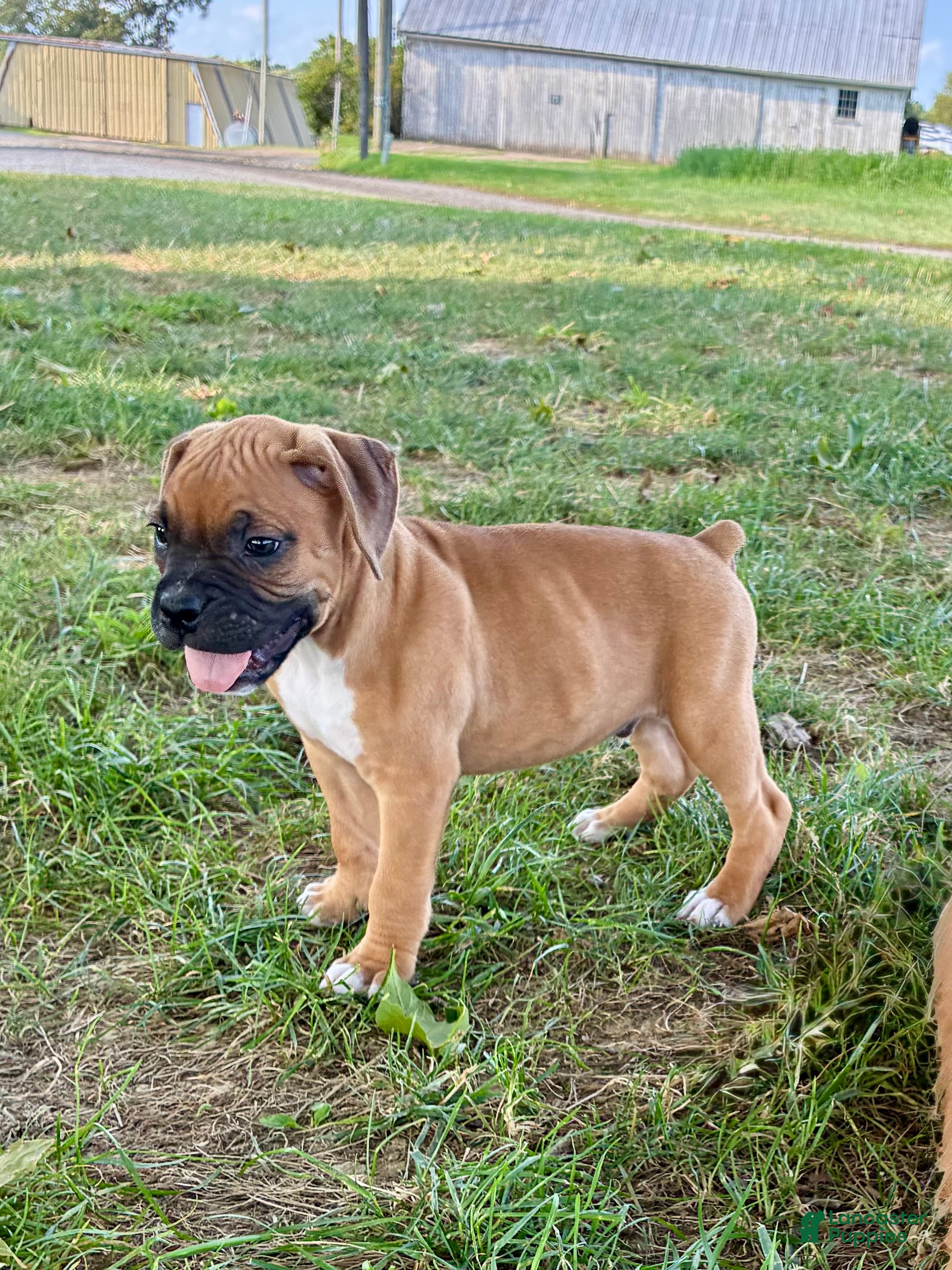 Boxer dogs Carter - Ad 2