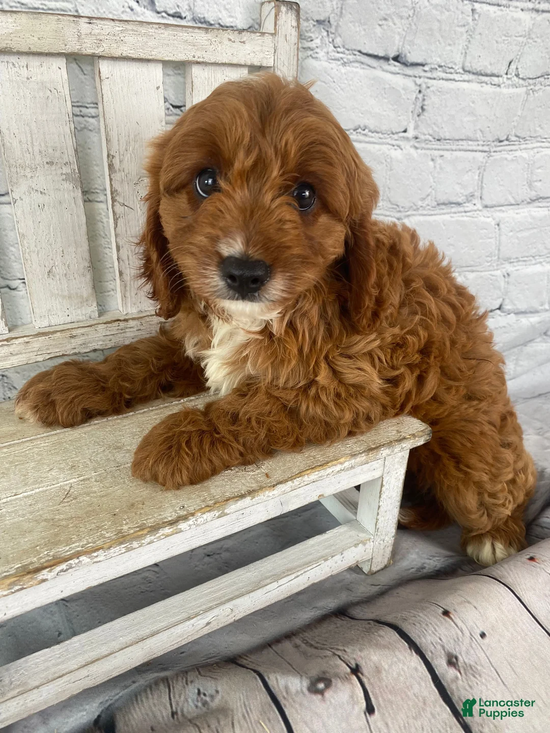 Cavapoo dogs for sale: Duke - Ad 1