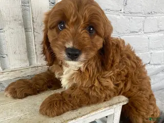 Cavapoo dogs for sale: Duke - Ad 2