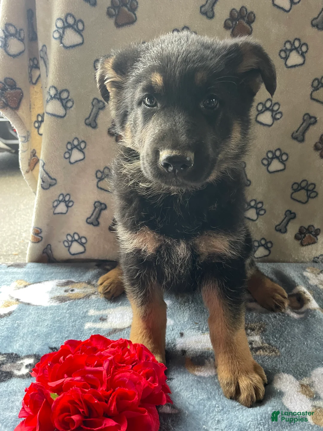 German Shepherd dogs for sale: Felix - Ad 1