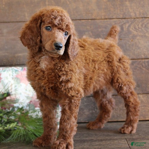 Standard Poodle dogs Anna - Ad 10