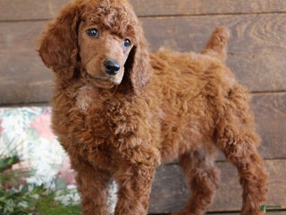 Standard Poodle dogs Anna - Ad 10