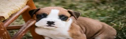 Boxer dogs for sale: Sam - Ad 8