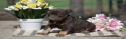 Olde English Bulldogge dogs for sale: Jamison - Ad 3