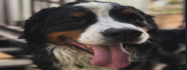 Rocko aka Sam
