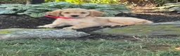 Golden Retriever dogs for sale: Katie - Ad 3