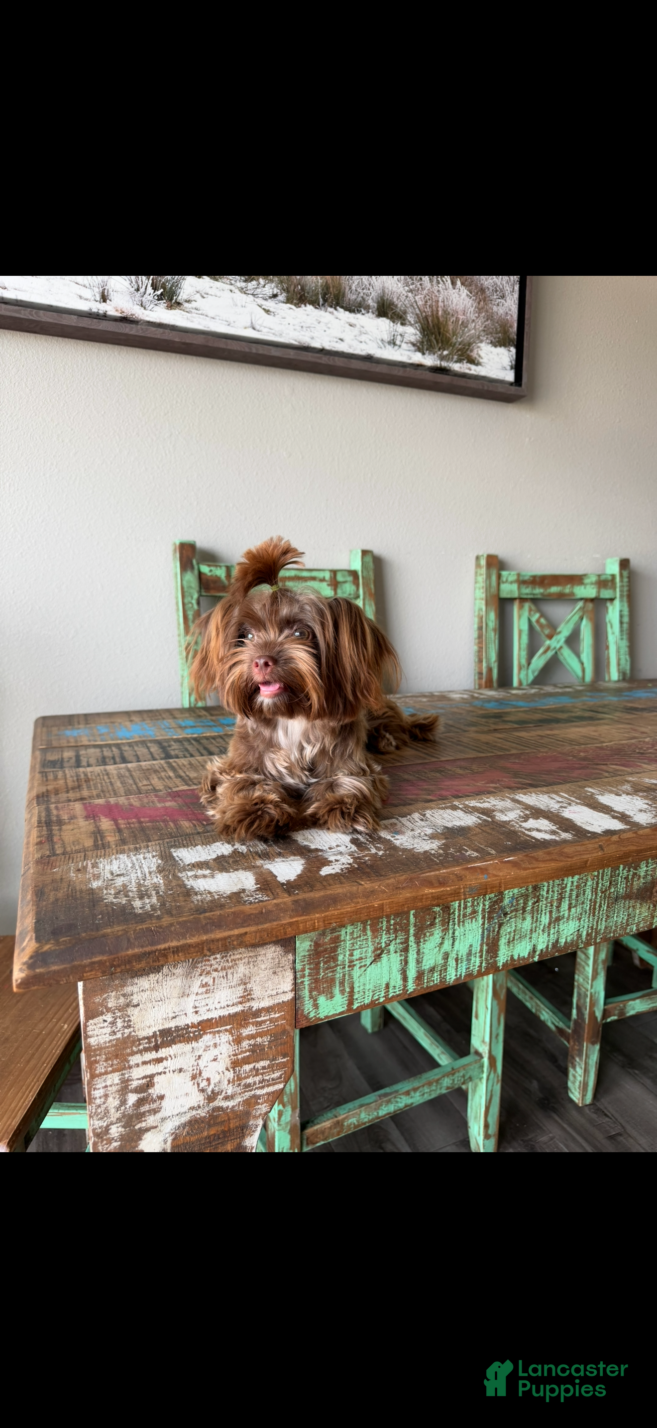 Yorkshire Terrier dogs KB Chocolate Yorkie Girl Cocobean - Ad 1