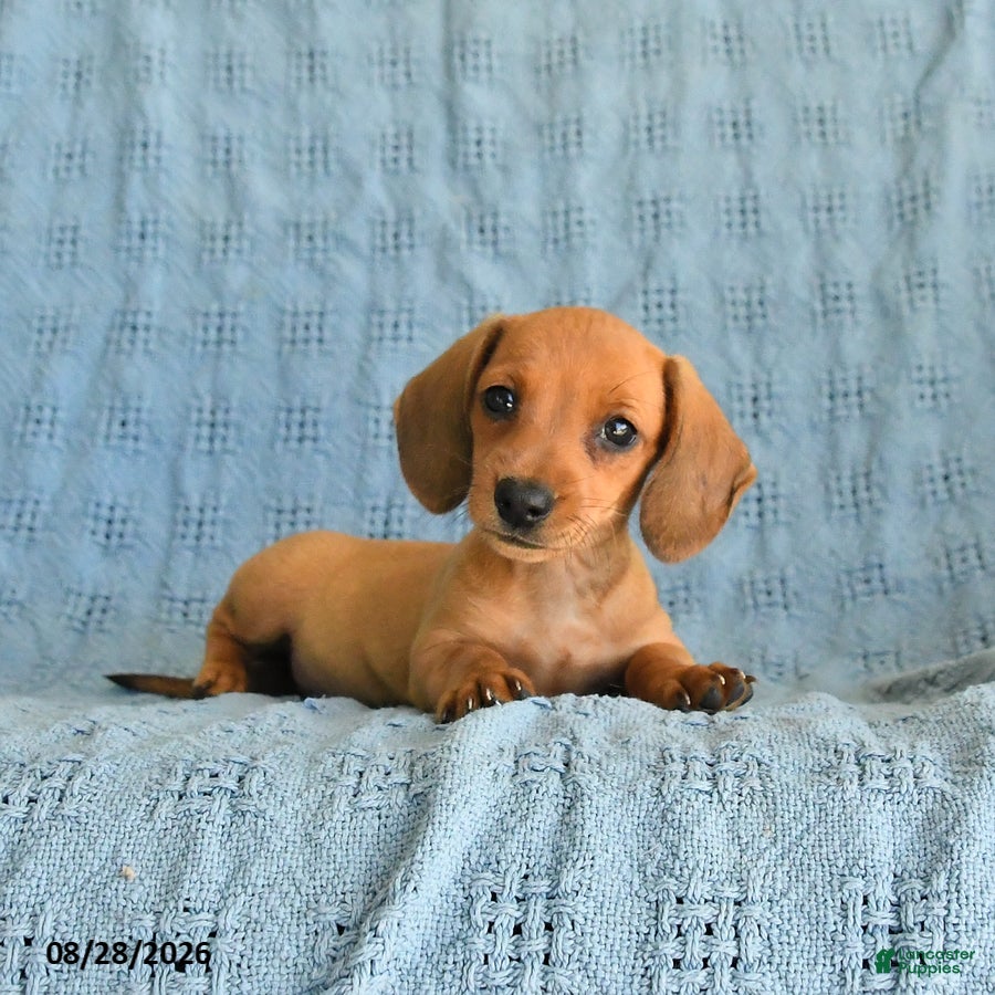 Miniature Dachshund dogs Rosie - Ad 2