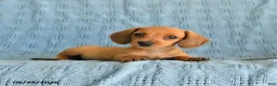 Miniature Dachshund dogs for sale: Rosie - Ad 2
