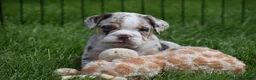 Beabull dogs for sale: Ace  - Ad 13