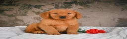 Golden Retriever dogs for sale: Luna - Ad 7