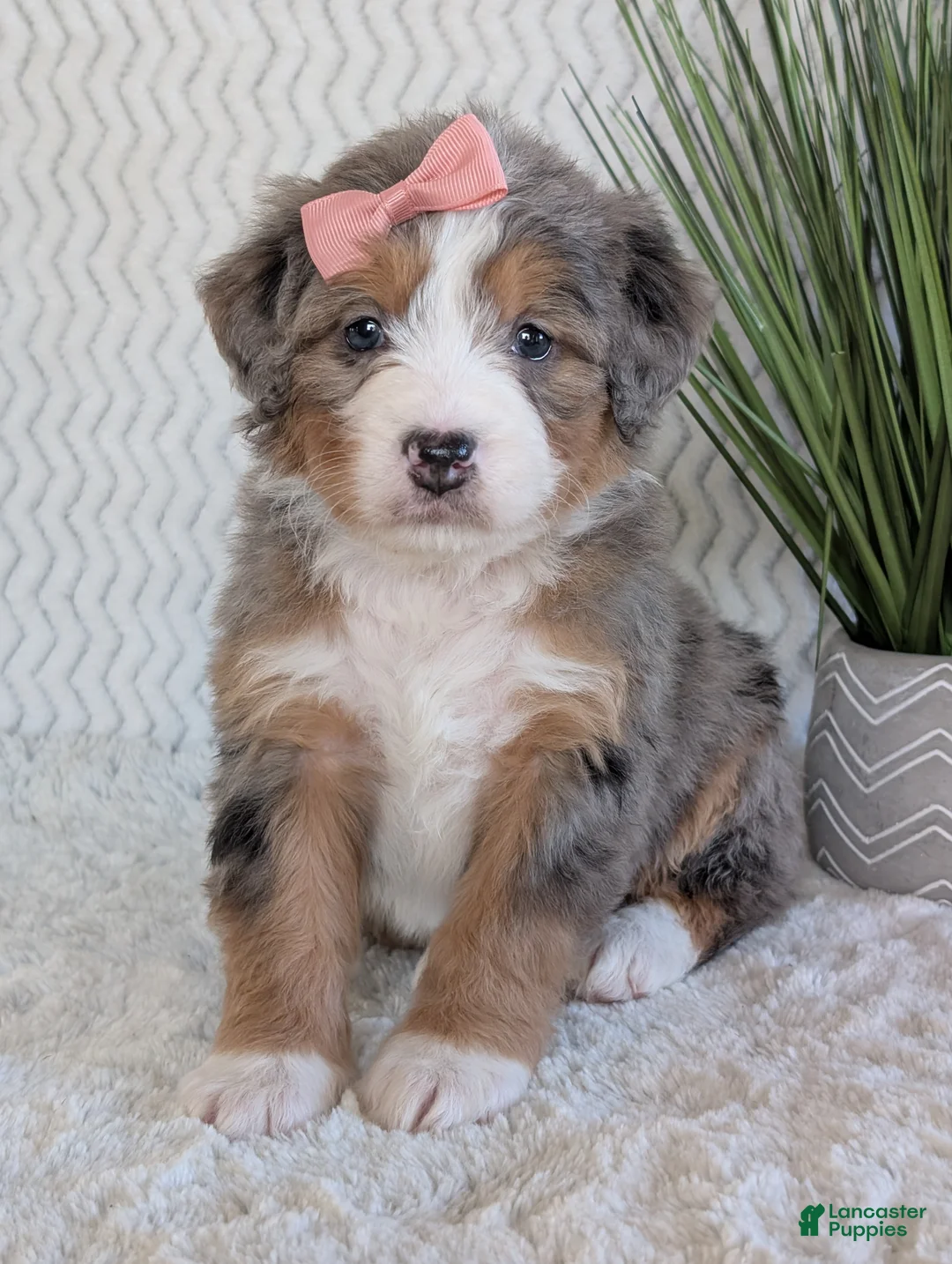 Mini Bernedoodle dogs for sale: Mini Indy  - Ad 8