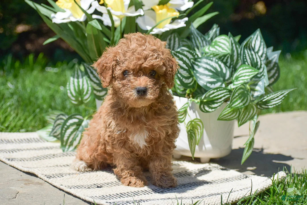 Miniature Poodle dogs for sale: Peter - Ad 1