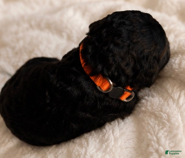 Double Doodle dogs Orange - Ad 4