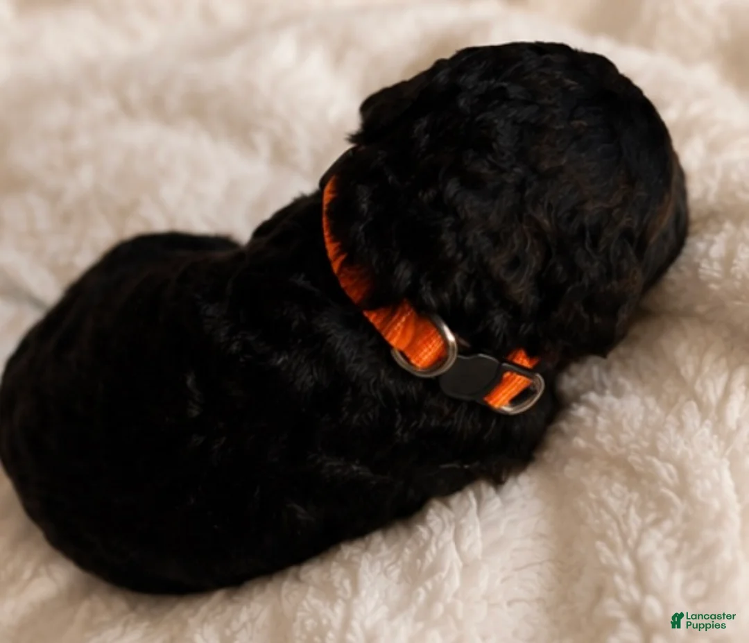 Double Doodle dogs for sale: Orange - Ad 1