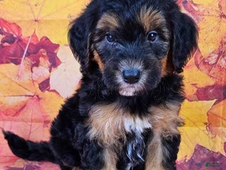 Mini Sheepadoodle dogs - Ad 10