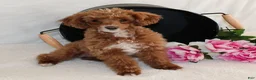 Miniature Poodle dogs for sale: Teddy - Ad 4