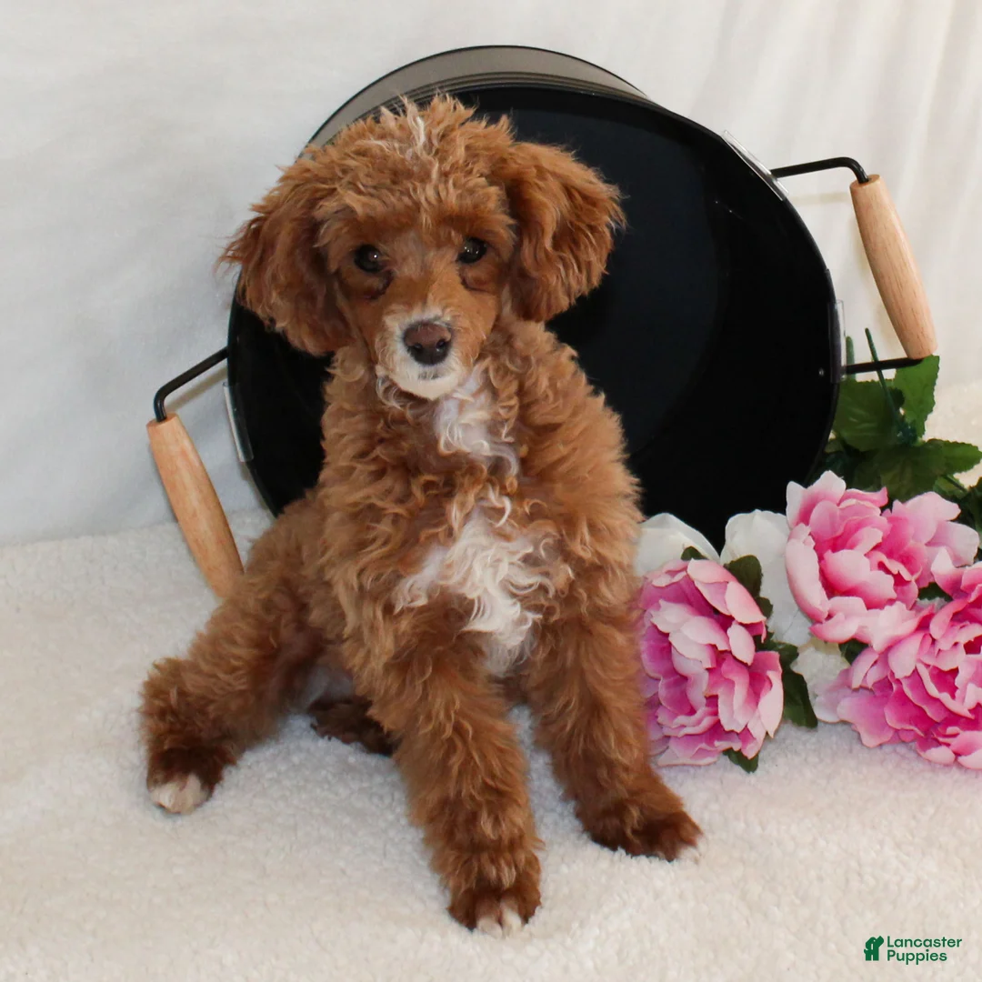 Miniature Poodle dogs for sale: Teddy - Ad 4
