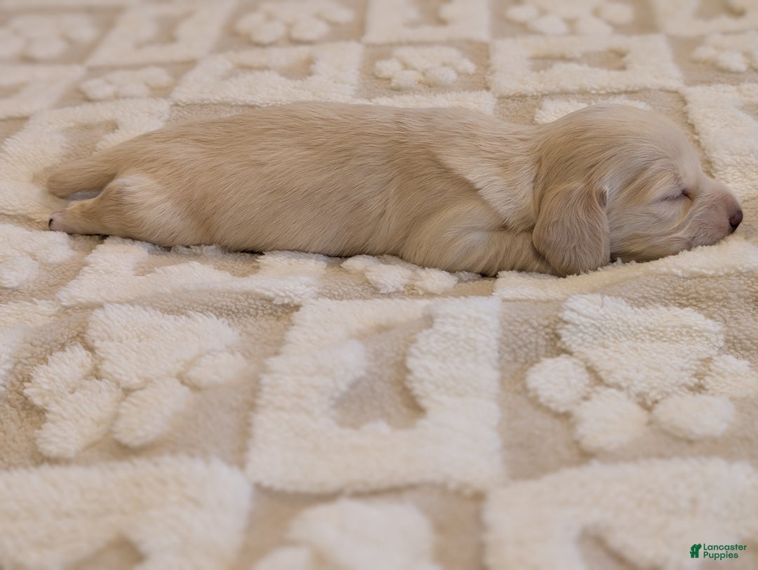 Miniature Dachshund dogs for sale: Miniature Dachshund Puppy 1 - Ad 3