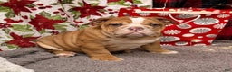 English Bulldog dogs for sale: Nevin - Ad 4