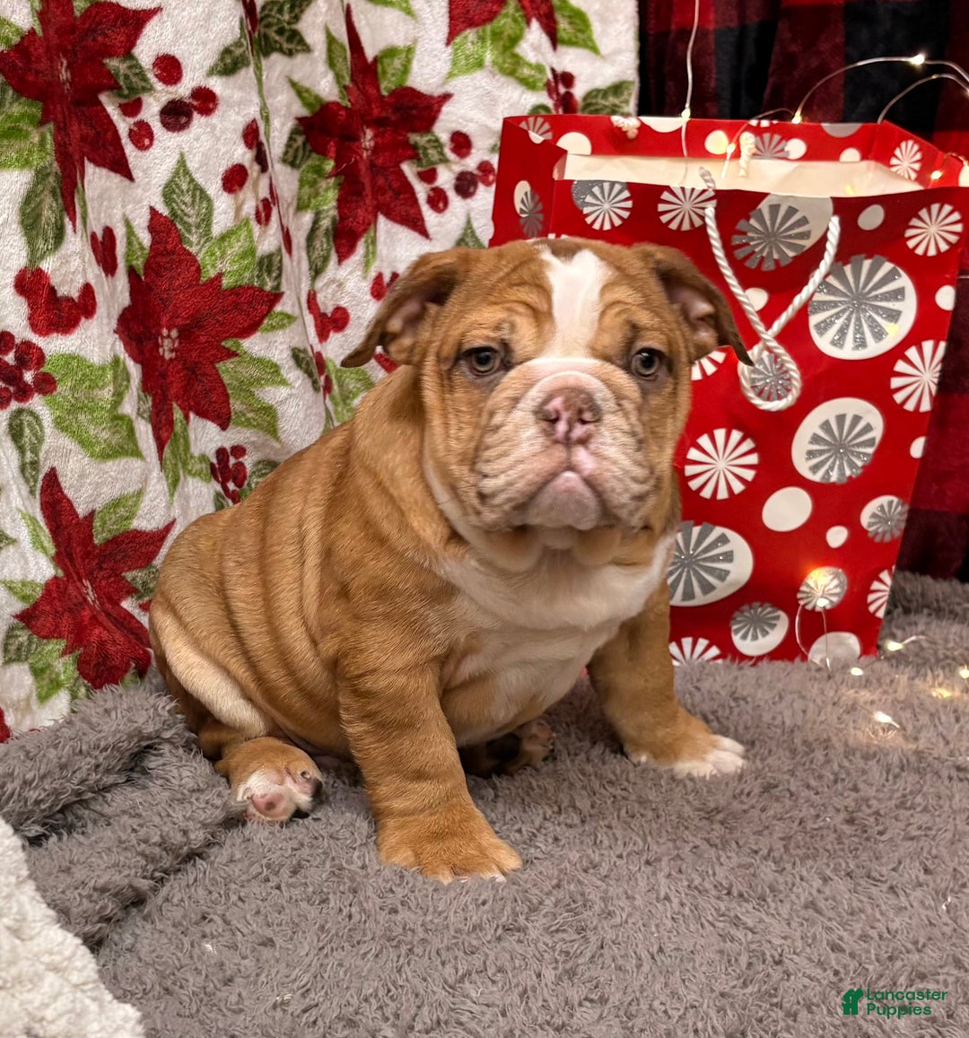 English Bulldog dogs for sale: Nevin - Ad 4