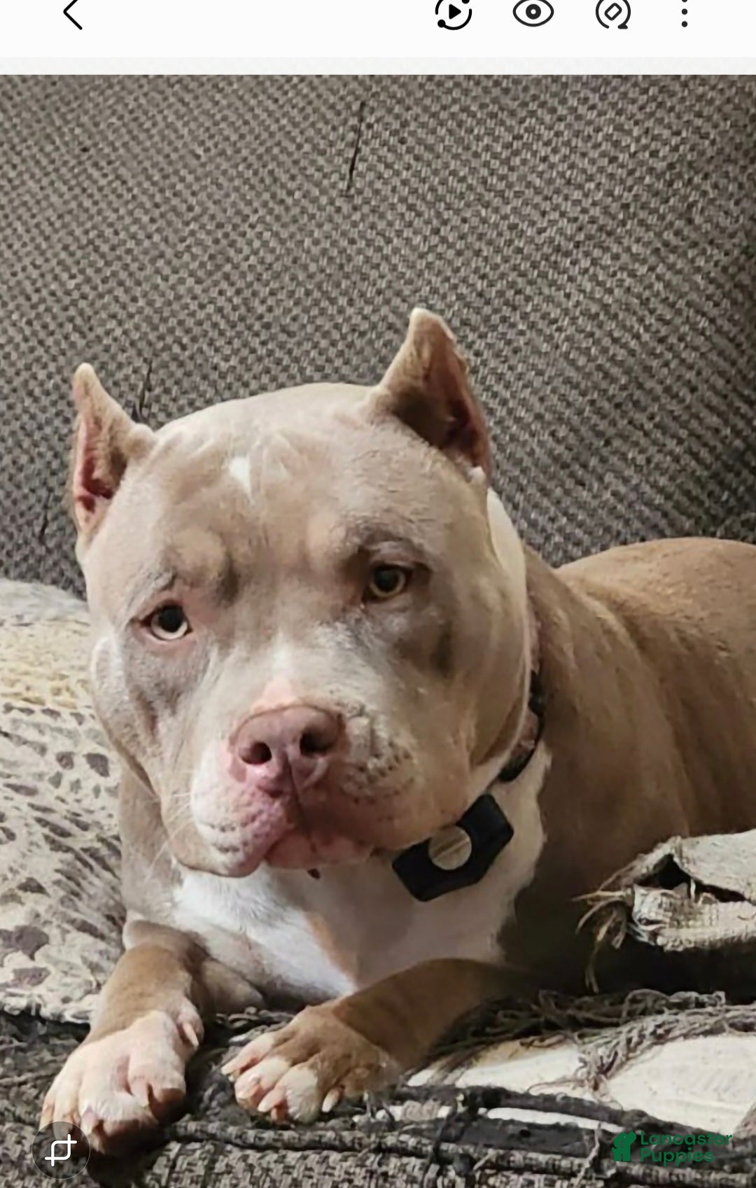 American Bully dogs for sale: Little buddy - Ad 7