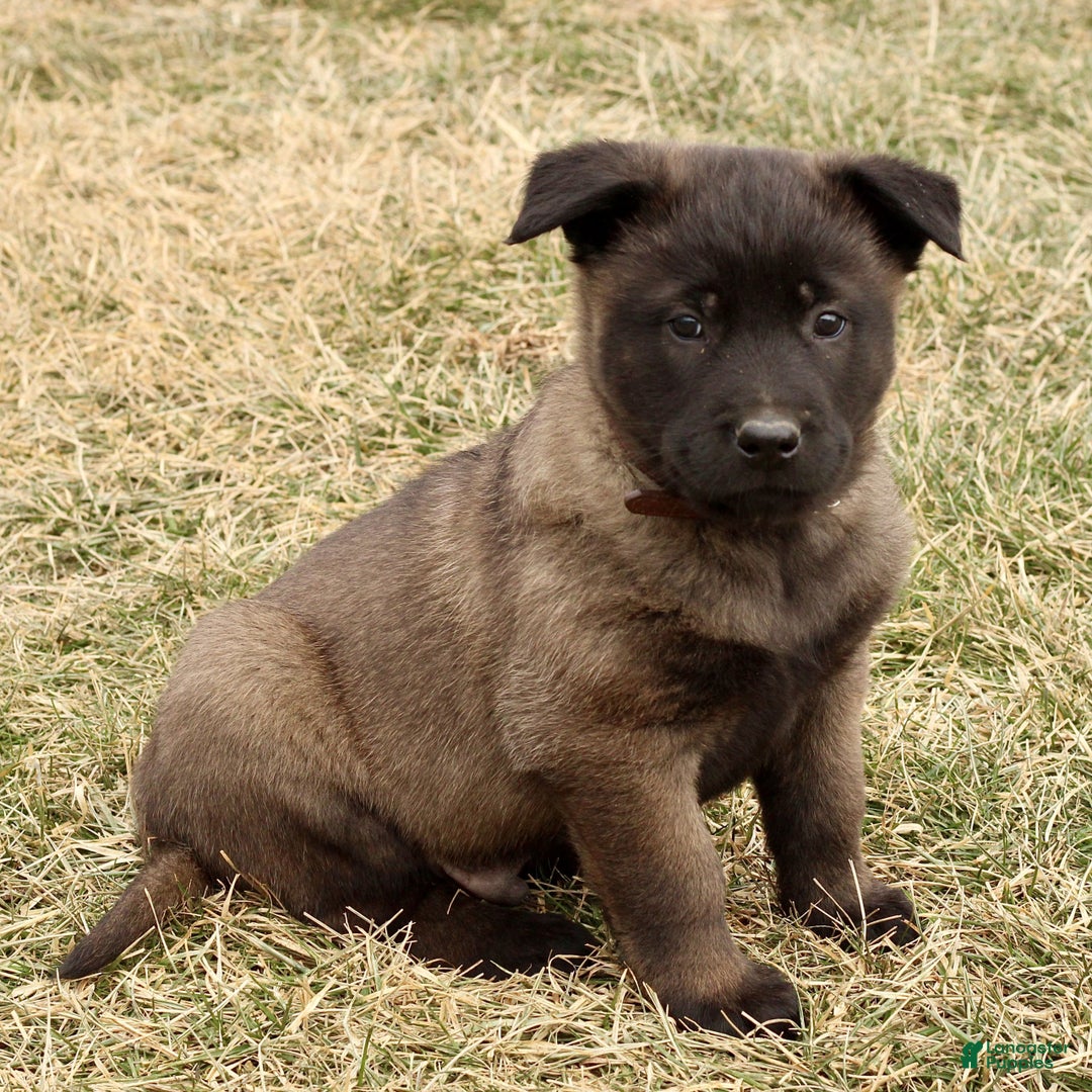 Belgian Malinois dogs for sale: Axel - Ad 3