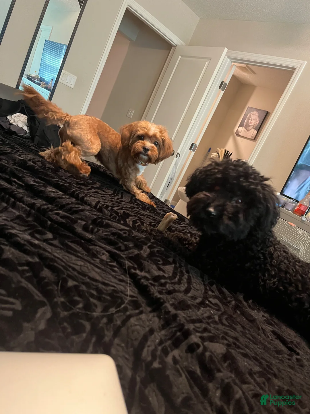 Cavapoo dogs for sale: Cavapoo Puppy 3 - Ad 2