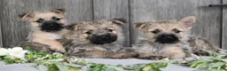 Cairn Terrier dogs for sale: Amber - Ad 3