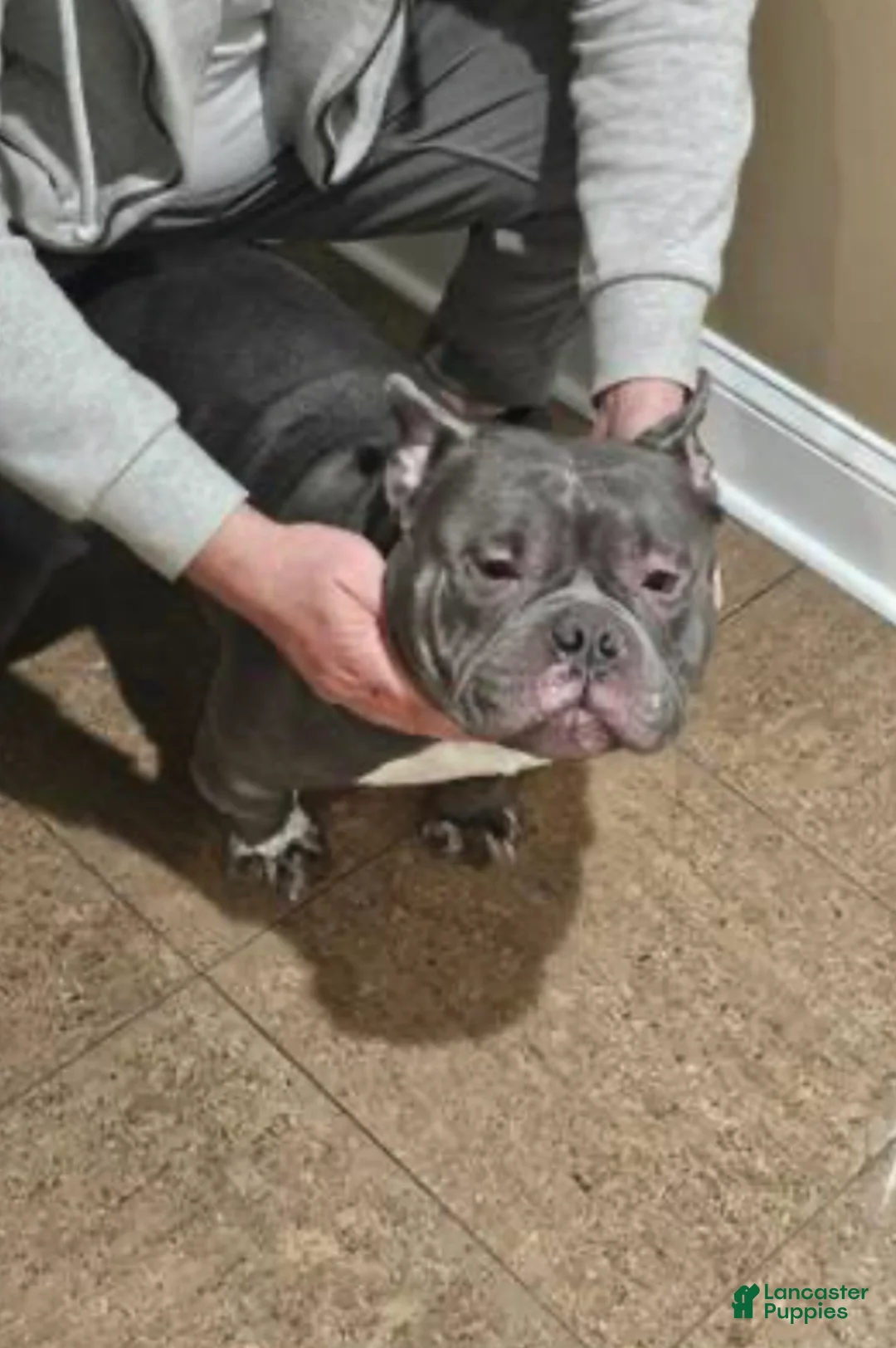 American Bully dogs for sale: American Bully  - Ad 1